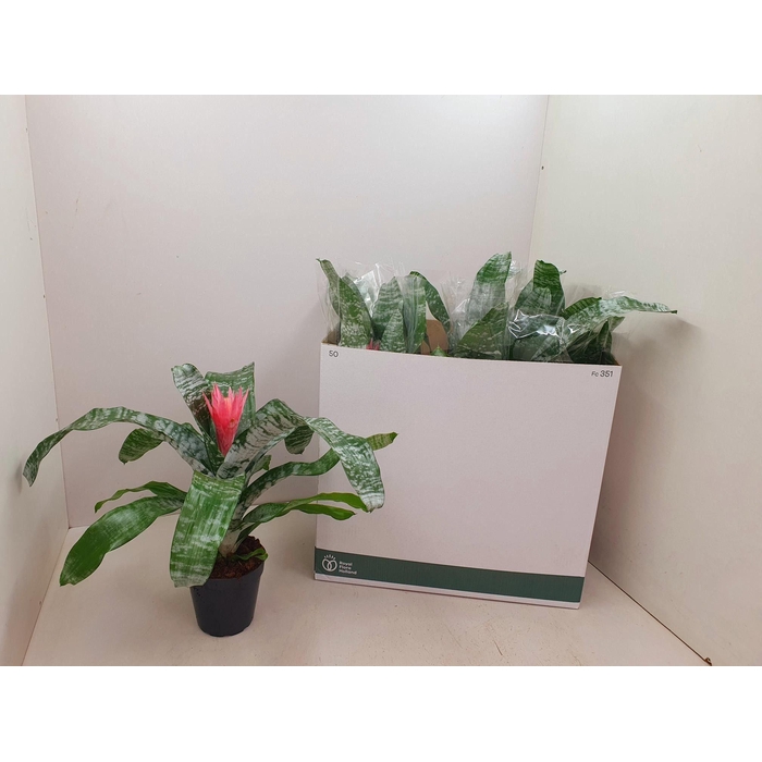 <h4>Aechmea Fasciata Primera 15Ø 50cm</h4>