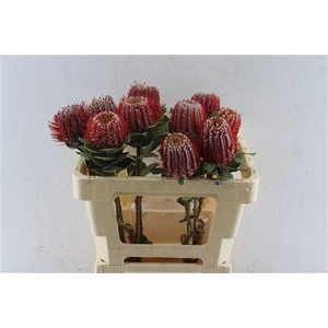 BANKSIA COCCINEA