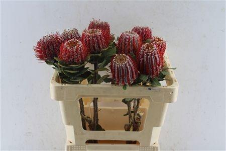 <h4>BANKSIA COCCINEA</h4>