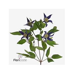 Clematis amazing oslo