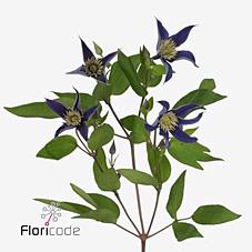 <h4>Clematis amazing oslo</h4>