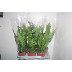 Spath Sweet Chico 4+ P17