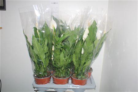 <h4>Spath Sweet Chico 4+ P17</h4>