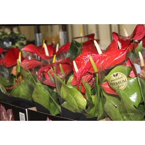 ANTHURIUM MICHIGAN P17 PREMIUM