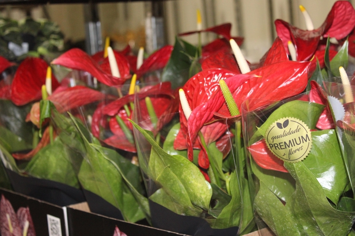 <h4>ANTHURIUM MICHIGAN P17 PREMIUM</h4>