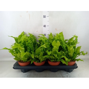 Asplenium nidus 'Crispy Wave'