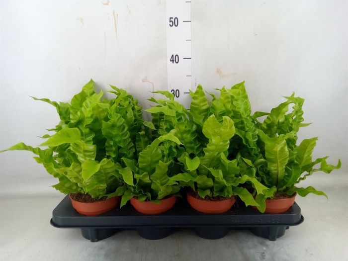 Asplenium nidus 'Crispy Wave'