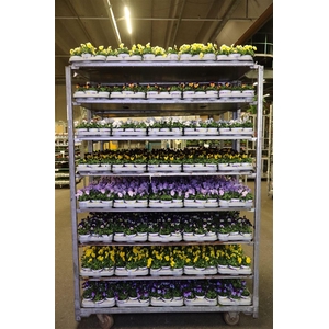 Viola Co Mixkar 1 Kleur Per Tray
