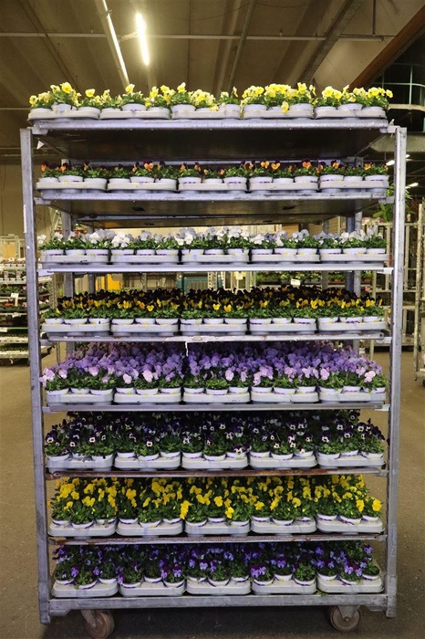 <h4>Viola Co Mixkar 1 Kleur Per Tray</h4>