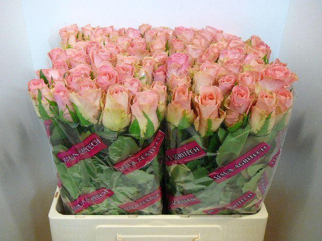 <h4>R GR HERMOSA+</h4>