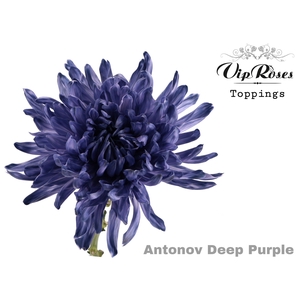 CHR G ANTONOV DEEP PURPLE