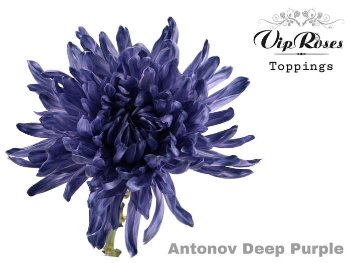 CHR G ANTONOV DEEP PURPLE