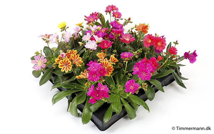 <h4>LEWISIA COTYLEDON P6</h4>