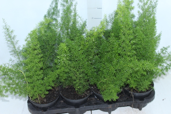 <h4>ASPARGO REAL P15</h4>