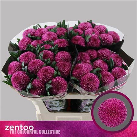 <h4>Chr G Roxo</h4>