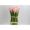 Zantedeschia Eydolls Pink