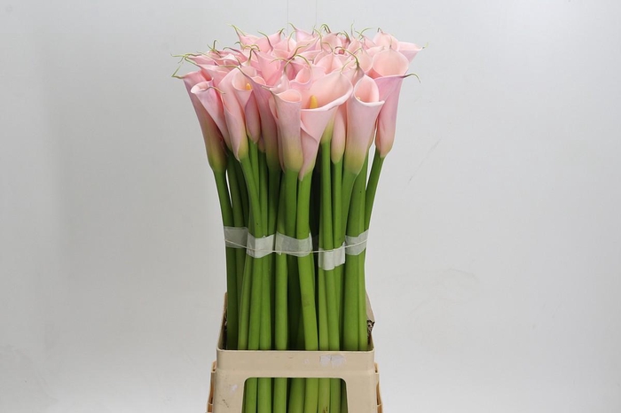 Zantedeschia Eydolls Pink