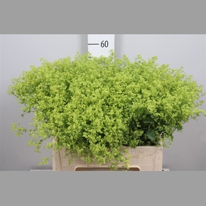 Alchem M Robustica