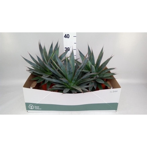 Agave 'Shaka Zulu'