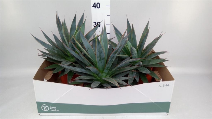 <h4>Agave 'Shaka Zulu'</h4>