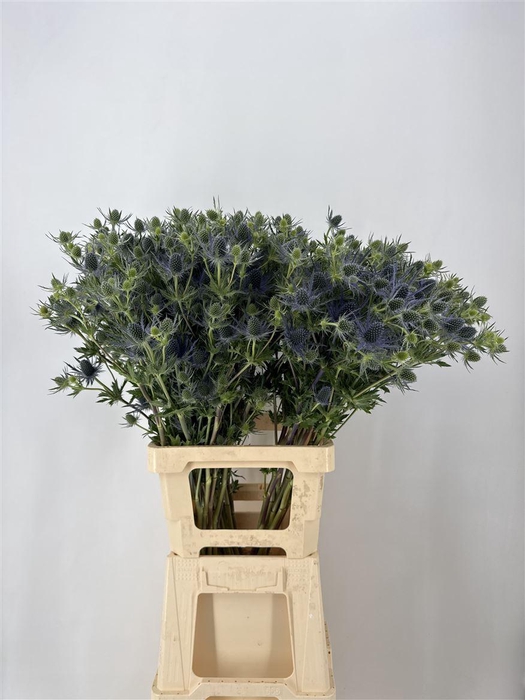 <h4>Eryn Mag Blue Lagoon Cm 80 Viola</h4>