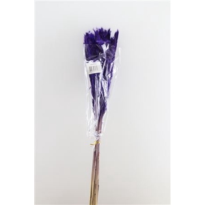 Dried Fluffy Pampas Purple Bunch