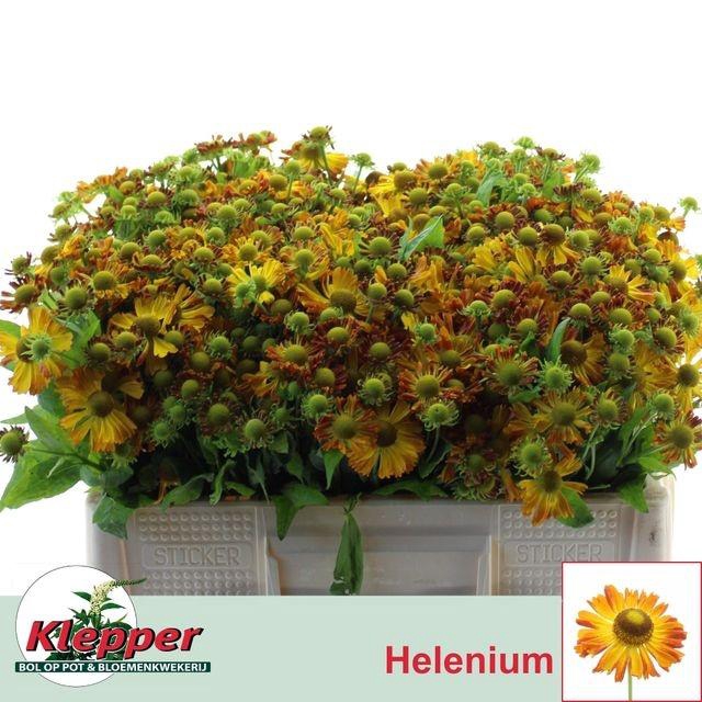 <h4>HELEN ORANGE BEAUTY</h4>