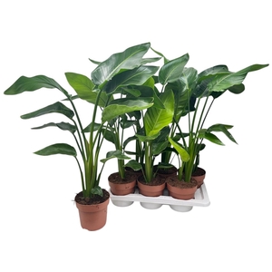 STRELITZIA NICOLAI
