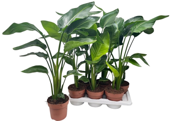 <h4>STRELITZIA NICOLAI</h4>