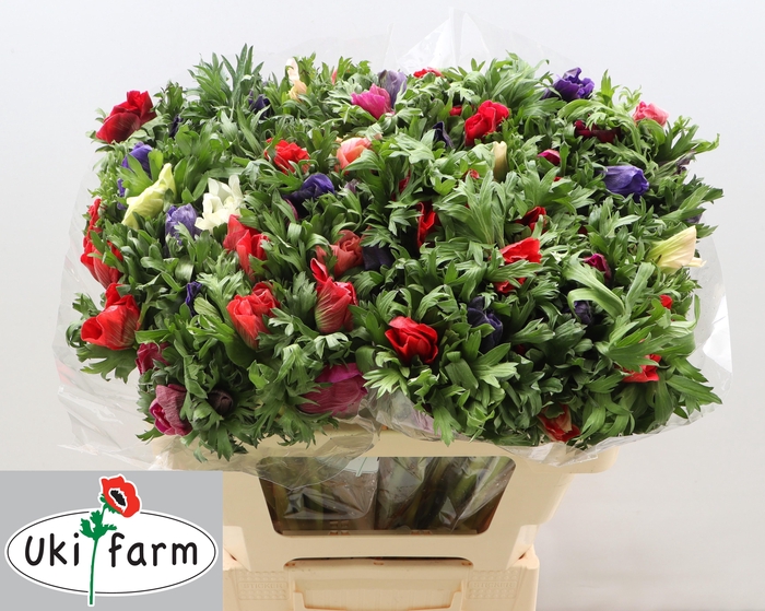 <h4>ANEM GEM BS</h4>