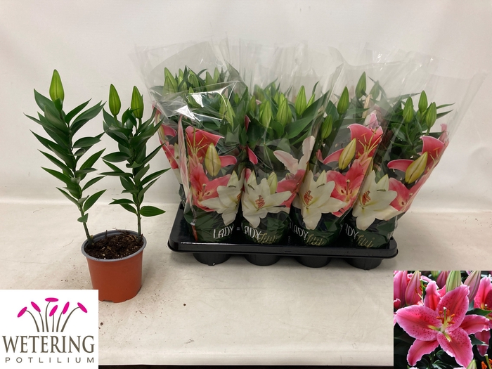 <h4>LIL OR SUN MARTINIQU</h4>