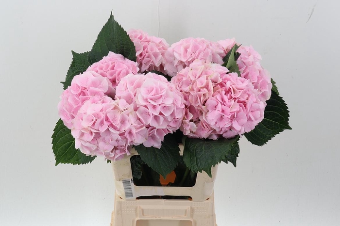 <h4>Hydr M My Pinktou Rz</h4>