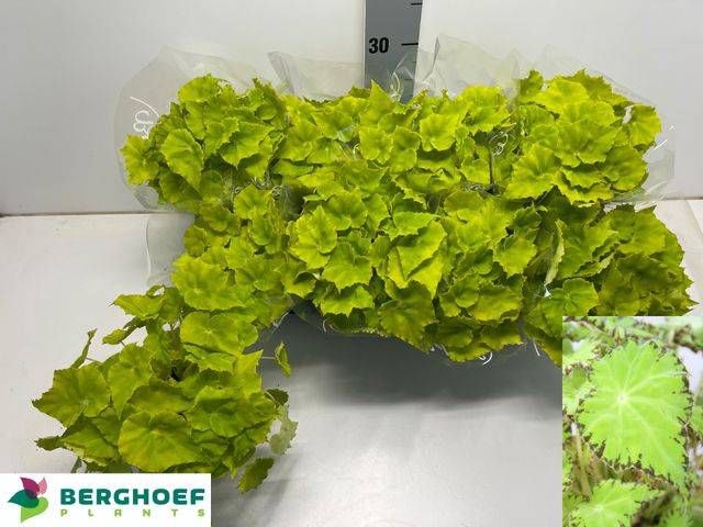 <h4>BEG BELEAF LIMA LOVE</h4>