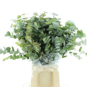 Euca Cinerea Long 300grams Albenga