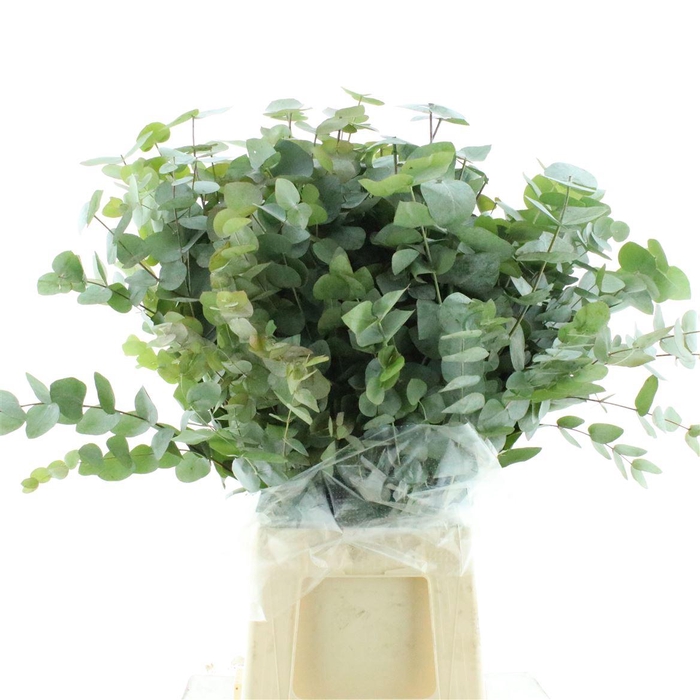 <h4>Euca Cinerea Long 300gr Albenga</h4>