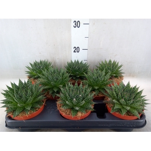 Aloe  'Zambezi'
