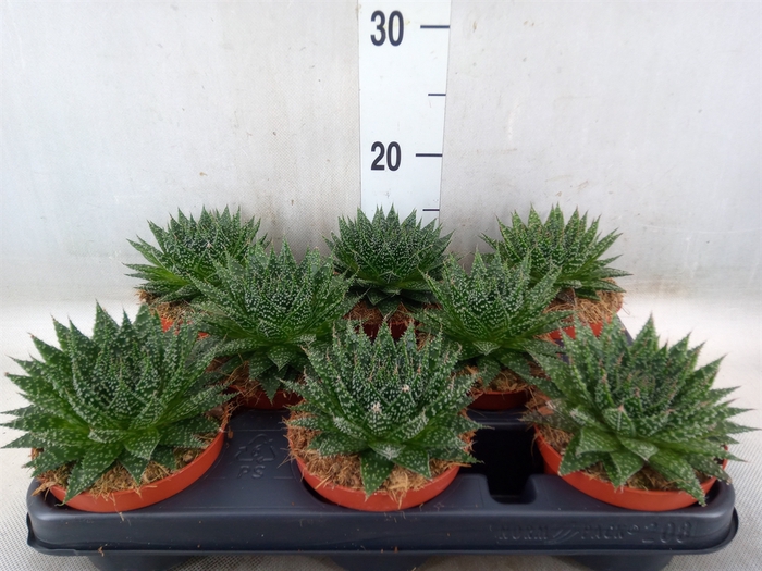 <h4>Aloe  'Zambezi'</h4>