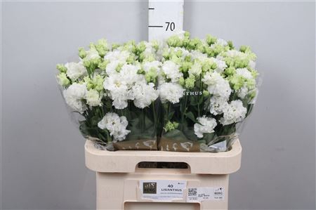 Eus G Alissa Pure White