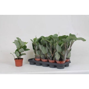 MARANTA KERCHOVEANA