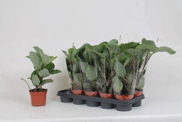 <h4>MARANTA KERCHOVEANA</h4>