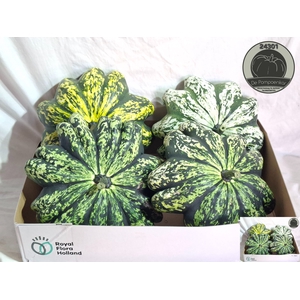 CUC PATISSON MIX