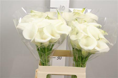<h4>Zant White Art</h4>