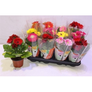 arr8 Ger Colourgame Gem