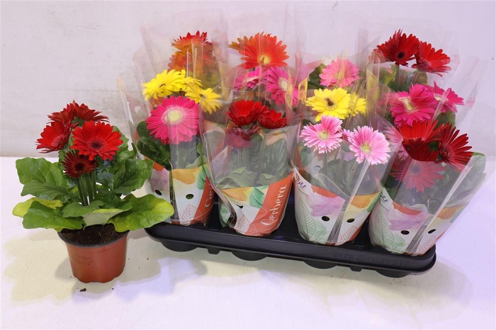 <h4>arr8 Ger Colourgame Gem</h4>