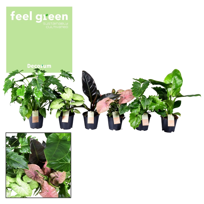 <h4>Groenmix Feel Green (Decorum)</h4>