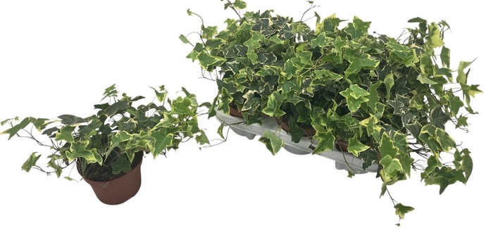 <h4>HED HE GOLDCHILD</h4>