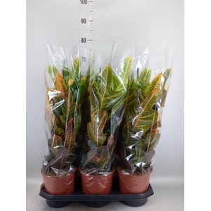 Codiaeum var. GR 'Excellent'