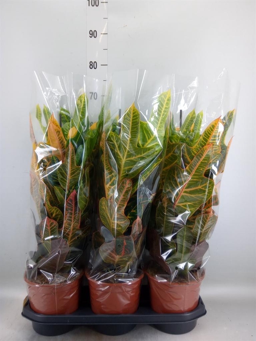 <h4>Codiaeum var. GR 'Excellent'</h4>