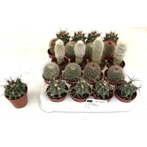 Cactus mix 5,5Ø 10cm