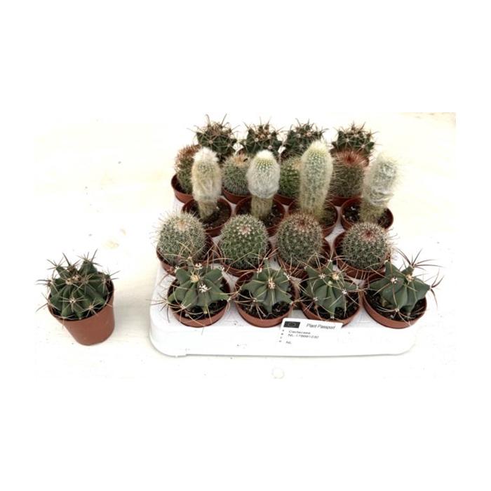 <h4>Cactus mix 5,5Ø 10cm</h4>